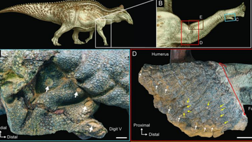 A Dinosaur Expedition Doomed From the Start, Science