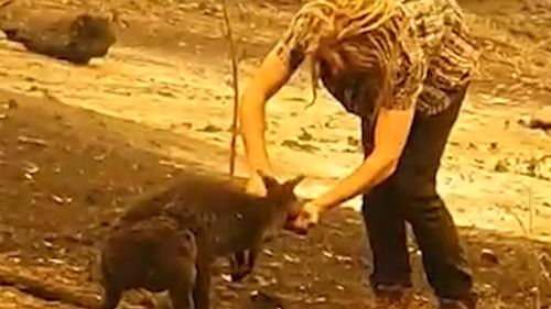 Wallabies are among millions of native animals killed or injured in the devastating Australian bushfires.