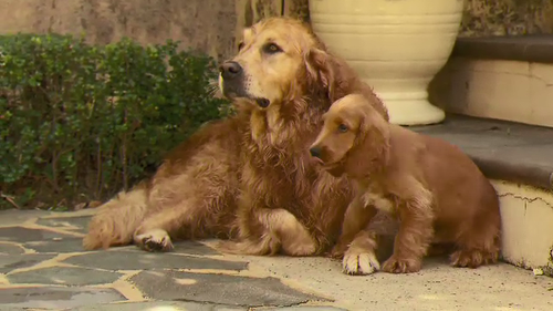 Teddy the 10-week-old spoodle with his mother. (9News)