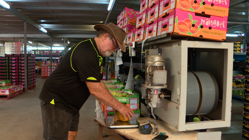 In Stephen Jenkins' 25 years in the industry, he has never seen a mango as big as this one.