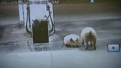 CCTV shows the pigs seemingly unperturbed as motorists come and go. Picture: Supplied