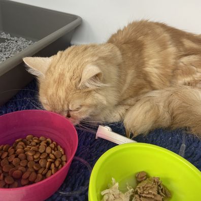 Saylor at the vet during treatment.