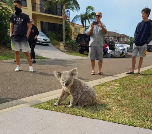 The marsupial left the bushfire zone at Alfords Point this afternoon and walked into a street. (Picture: Michelle Taverniti)
