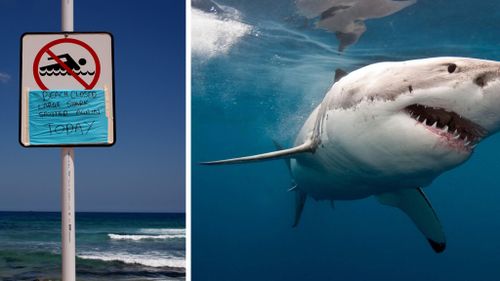 Real-time shark tracking to be considered at Taronga Zoo summit