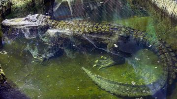 In this photo taken on Tuesday, Feb.  19, 2019, the alligator Saturn swims in water at the Moscow Zoo, in Moscow, Russia. 