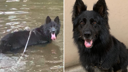 Rocky hunted the offenders through dense bush in the blistering heat before taking a well deserved swim.