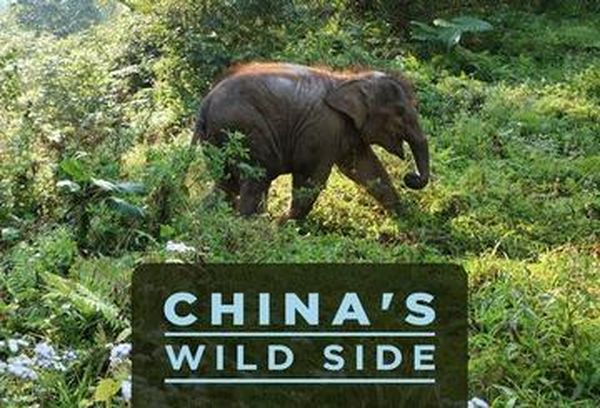 China's Wild Side