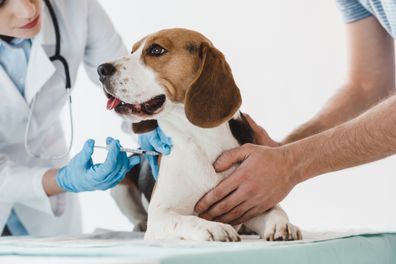 Vet and dog. Dog getting injection. Dog at the vet. Beagle