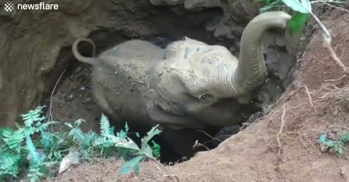 Grateful elephants thank crowd of rescuers for freeing trapped baby - nine.com.au