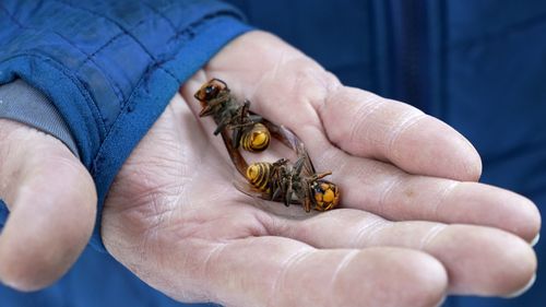 A Washington state Department of Agriculture worker holds two of the dozens of Asian giant hornets vacuumed from a tree in Blaine, Wash. 