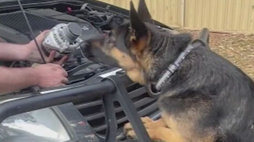 Nathan McKeown roubou o pastor alemão Arnie Today Show, 11 de novembro de 2025