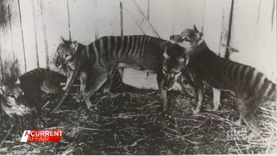 Scientists plan to revive Tasmanian tiger that has been extinct