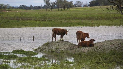 Water rises around Gronos Farm Road in Wilberforce on the plains of the Hawkesbury, north west of Sydney.