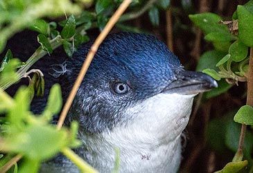 Which island is home to Australia's largest fairy penguin colony?