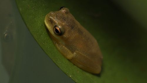 Native frog