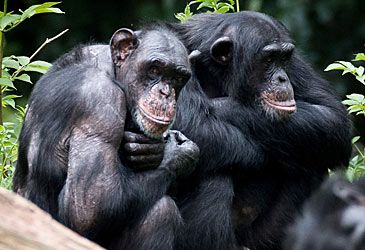 Which term denotes the genus of chimpanzees?