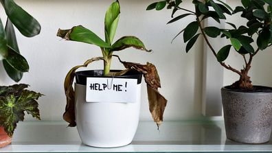 Signs your houseplant is struggling