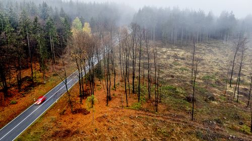 Деревья стоят на частично расчищенной территории в лесу района Таунус недалеко от Франкфурта, Германия, вторник, 1 ноября 2022 года. (AP Photo/Michael Probst)