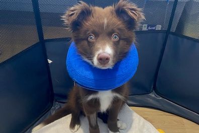 Luna, the Adelaide family's 14-week old Border Collie.