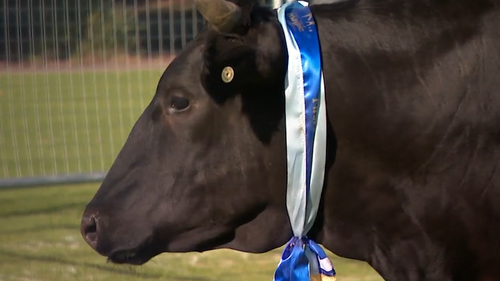 Winners of a charity raffle have been decided by cow poo at a park in Blacktown.