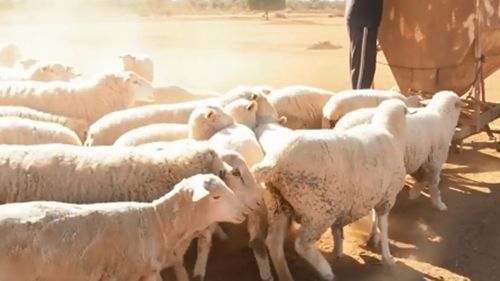 Di and John Hall rent out their land to sheep farmers, who are spending thousands on feed.