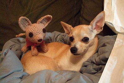 Pics via <a href="http://www.buzzfeed.com/peggy/animals-with-stuffed-animals-of-themselves">Buzzfeed</a>