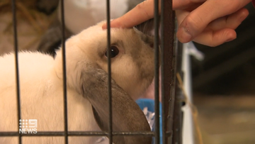The Lonsdale RSPCA has been forced to set up make-shift enclosures to house the new high number of bunnies.
