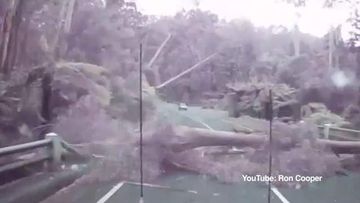 <p>Drivers on a Victorian bush highway came within inches of being crushed by a dozen trees that were recorded falling one after the other across forest road in a brutal wind storm. </p><p>
A dashcam captured the near-miss during a storm that lashed the area around Maroondah Highway near Healesville, about 65km northeast of Melbourne. </p><p>
Leaves and bark blow across the strip of road known as the Black Spur, a twisting tree-lined road near the Baw Baw National Park. </p><p>
When the 4WD with the camera mount rounds a corner and approaches the Watts River Bridge a large, black shadow moves out of the upper left of the screen. </p><p>
It is soon clear a 30m gumtree is tumbling over with a great height that stretches across the road. </p><p>
The driver made the spit-second decision to hit the brakes rather than speed up and try and beat the collapse — a choice that almost certainly saved his life. </p><p>
A car coming in the opposite direction made the same judgement and stopped in time to watch as a dozen tall timbres fell across the road like their roots were blasted away in a controlled demolition. </p><p>
As soon as the first tree fell, it was followed by several trees that fell in series, covering about 100m of open road between the two vehicles. </p><p>
"These trees started falling like a deck of cards," the 4WD driver, who declined to be named, told the <i>Herald Sun</i>.</p><p>
"One more second — in fact even part of a second — would have put me either under the tree or into the tree. </p><p>
"I'm always aware of what's around me and I think it paid off that day." </p><p>
The tree-tumble occurred on December 29 around 2.15pm during a wind storm with gusts up to 80km/h. </p><p>
It took around 2.5 hours to clear the debris. </p><p>
</p>
