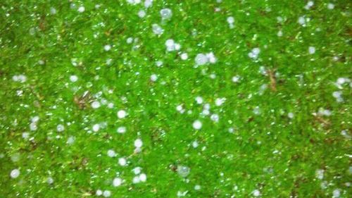 Residents of Savai'i witnessed a rare sight over the weekend as Samoa received an unlikely downpour of hail.