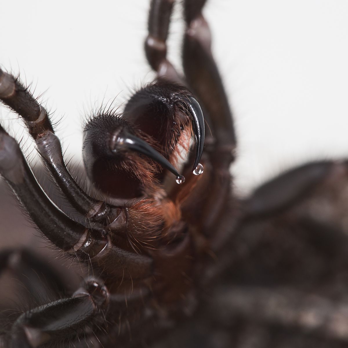 Why funnel-web spiders are so dangerous to people