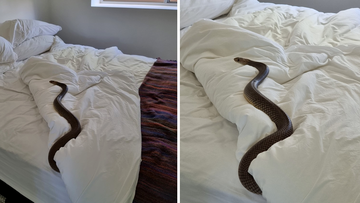 The large eastern brown snake was found resting in a Queensland bed. 