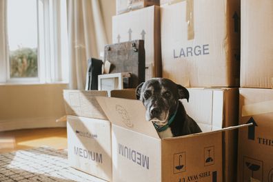 A sunny living room with many cardboard boxes, filled with possessions. In the foreground sits a box with a black dog peering out. Window and boxes provide a space for copy.