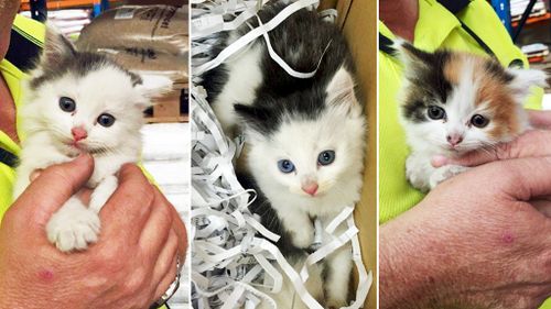 Naughty kitten stowaways alive and well following rescue from car engine