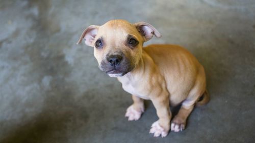 This puppy was one of several taken into care. (Image courtesy of RSPCA Queensland)