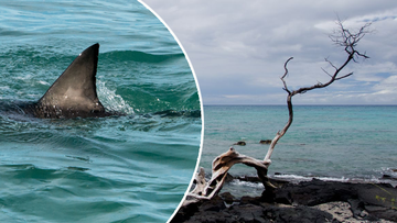 A﻿ man was forced to make a desperate swim to safety after being mauled in a suspected shark attack off Hawaii&#x27;s Big Island yesterday.