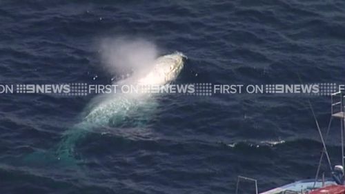 Migaloo was spotted by the 9NEWS chopper today. (9NEWS)
