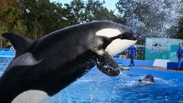 Trainers work with orcas during a show at the Shamu Up Close attraction at SeaWorld in Orlando, Florida. (Getty Images)