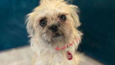 dog crabapple up for adoption