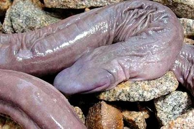Penis snake