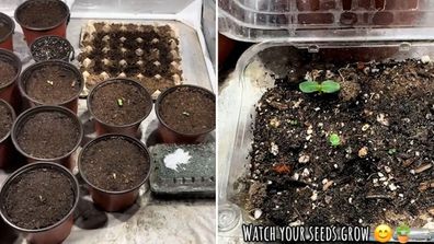 Gardener shows how to use plastic fruit packaging container as mini greenhouse to start seeds, seed starting hack