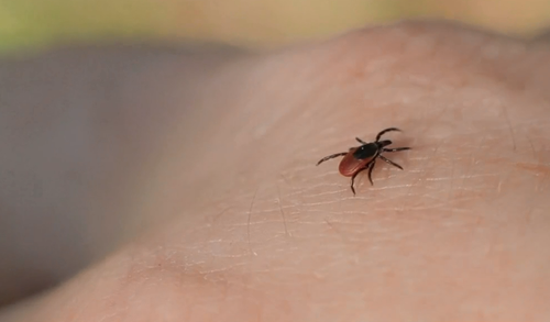 La maladie est transmise par une bactérie présente dans les tiques.