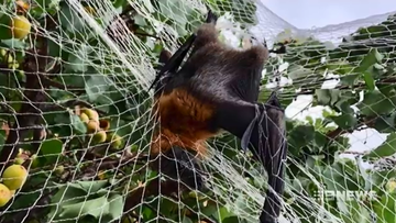 The RSPCA is pleading with homeowners to take down netting in gardens that is deadly to wildlife.