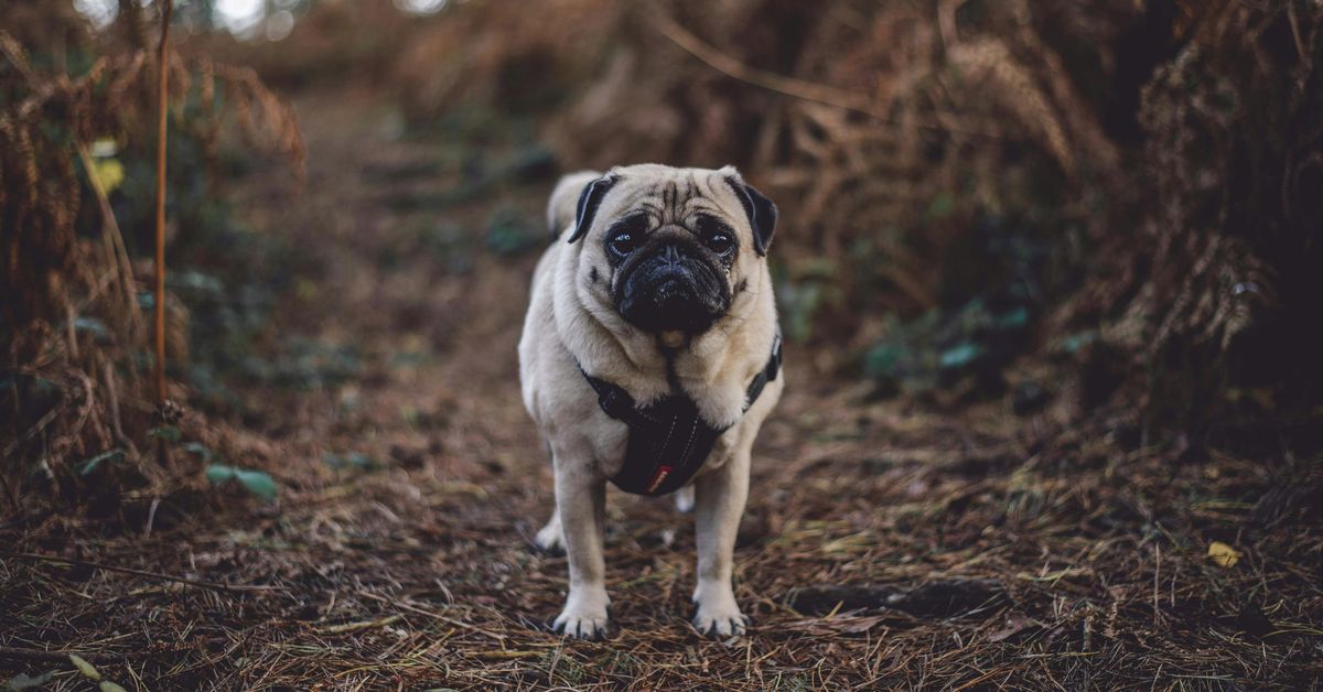 Australian pet owners warned to stay vigilant as ‘severe’ tick season approaches