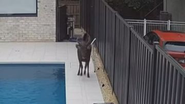 Residents have been left shocked after a large deer jumped into a suburban backyard.