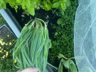 The light saving my basil plant and herb garden story. 