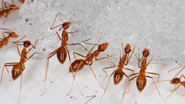 Yellow crazy ants are a profoundly destructive invasive species.