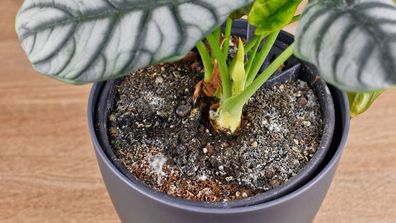 Signs your houseplant is struggling