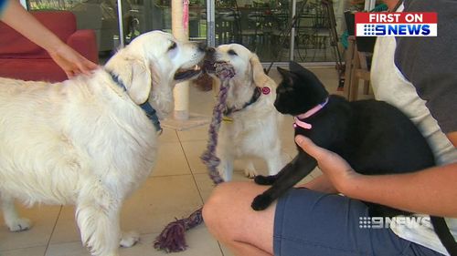 Now around nine months old, Splash is slowly getting used to her new housemates - two Golden Retrievers and a bird. (9NEWS)