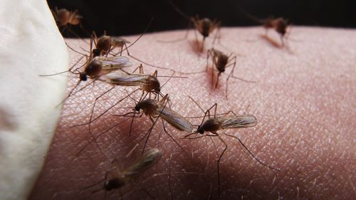 Experts are tipping an increase in mosquito numbers caused by heavy rainfall. 