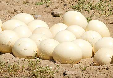 Which species of bird lays the largest eggs?
